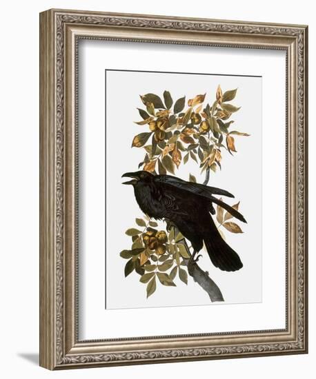 Audubon: Raven-John James Audubon-Framed Premium Giclee Print