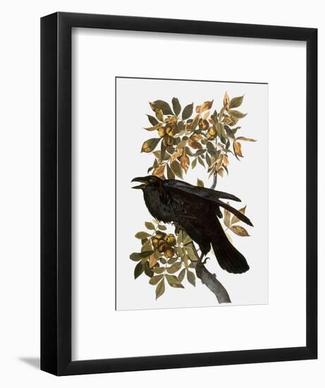 Audubon: Raven-John James Audubon-Framed Premium Giclee Print