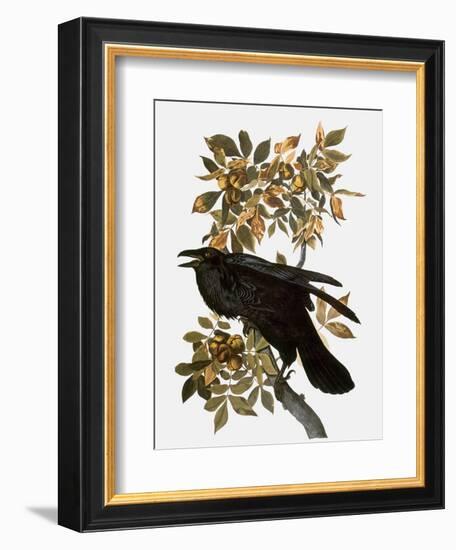 Audubon: Raven-John James Audubon-Framed Premium Giclee Print