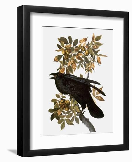 Audubon: Raven-John James Audubon-Framed Giclee Print