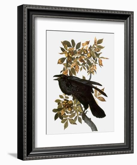 Audubon: Raven-John James Audubon-Framed Giclee Print