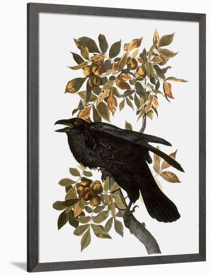 Audubon: Raven-John James Audubon-Framed Giclee Print