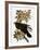 Audubon: Raven-John James Audubon-Framed Giclee Print