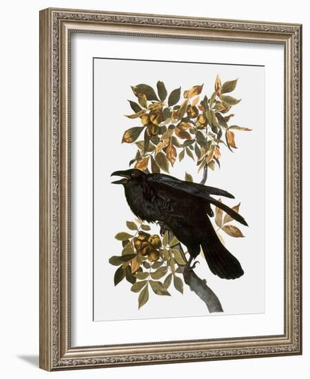 Audubon: Raven-John James Audubon-Framed Giclee Print