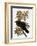 Audubon: Raven-John James Audubon-Framed Giclee Print