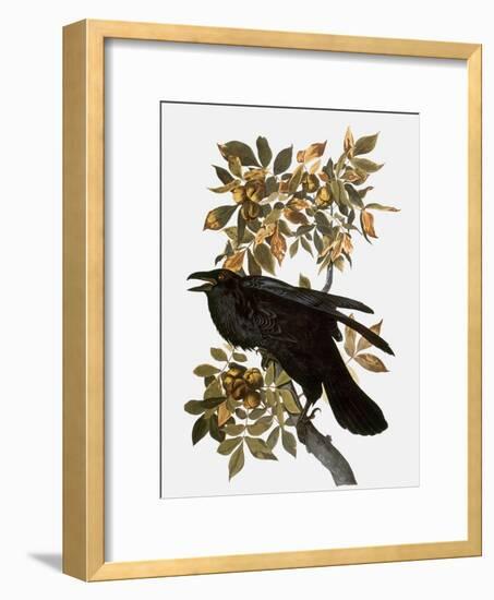 Audubon: Raven-John James Audubon-Framed Giclee Print