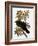 Audubon: Raven-John James Audubon-Framed Giclee Print