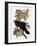 Audubon: Raven-John James Audubon-Framed Giclee Print