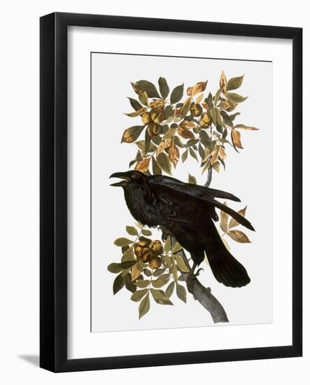 Audubon: Raven-John James Audubon-Framed Giclee Print