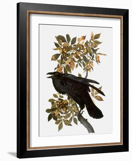 Audubon: Raven-John James Audubon-Framed Giclee Print