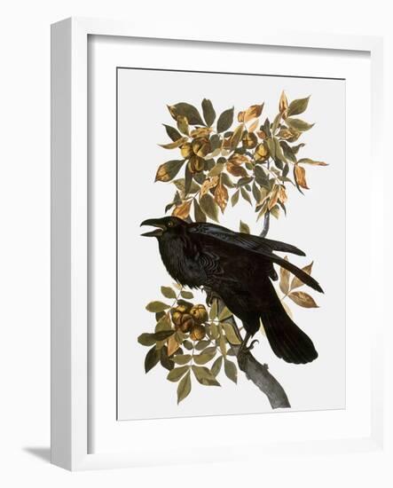 Audubon: Raven-John James Audubon-Framed Giclee Print