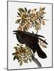 Audubon: Raven-John James Audubon-Mounted Giclee Print