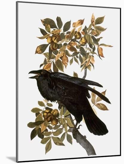 Audubon: Raven-John James Audubon-Mounted Giclee Print