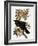 Audubon: Raven-John James Audubon-Framed Giclee Print