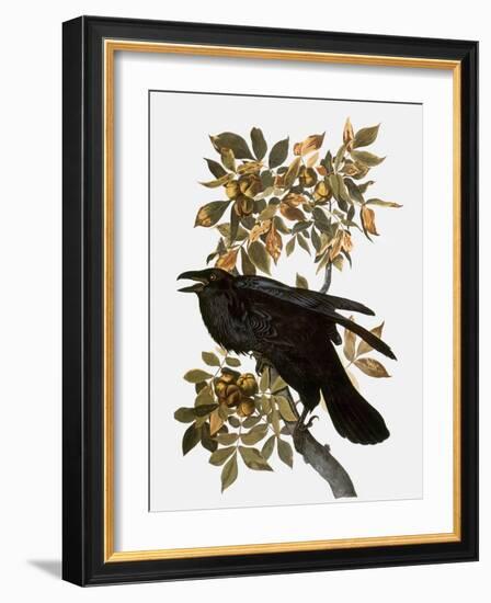 Audubon: Raven-John James Audubon-Framed Giclee Print