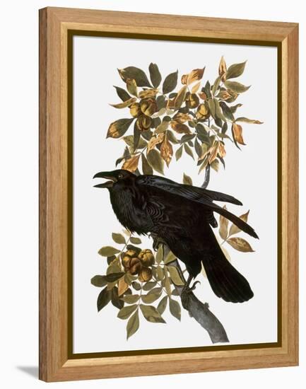 Audubon: Raven-John James Audubon-Framed Premier Image Canvas