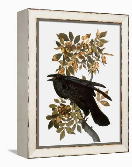 Audubon: Raven-John James Audubon-Framed Premier Image Canvas