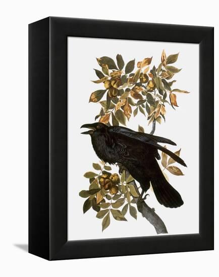 Audubon: Raven-John James Audubon-Framed Premier Image Canvas