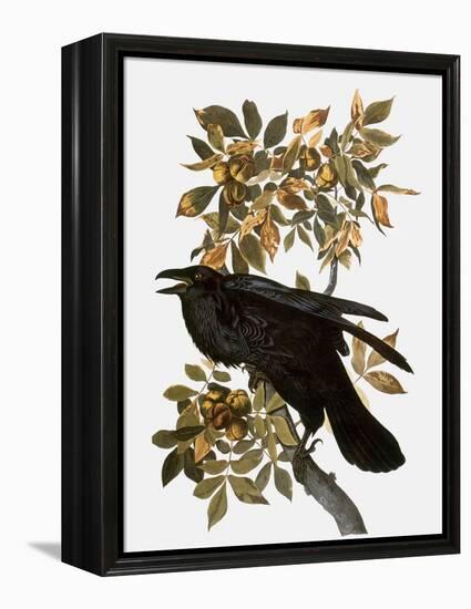 Audubon: Raven-John James Audubon-Framed Premier Image Canvas