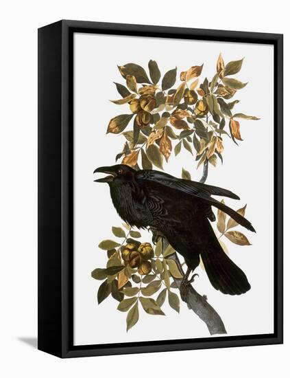 Audubon: Raven-John James Audubon-Framed Premier Image Canvas