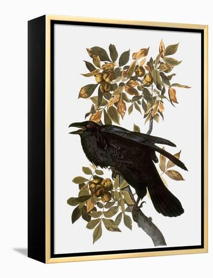 Audubon: Raven-John James Audubon-Framed Premier Image Canvas