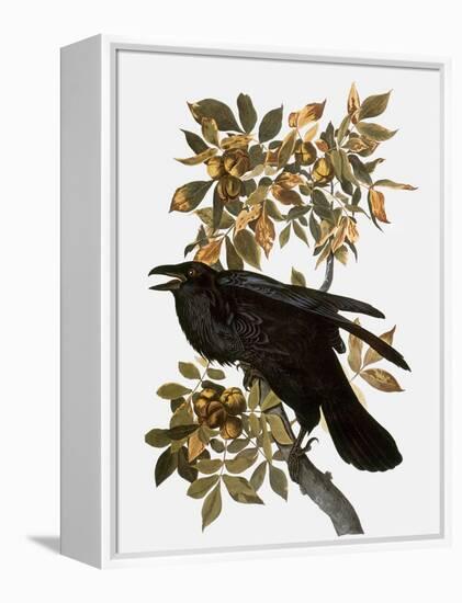 Audubon: Raven-John James Audubon-Framed Premier Image Canvas