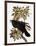 Audubon: Raven-John James Audubon-Framed Giclee Print