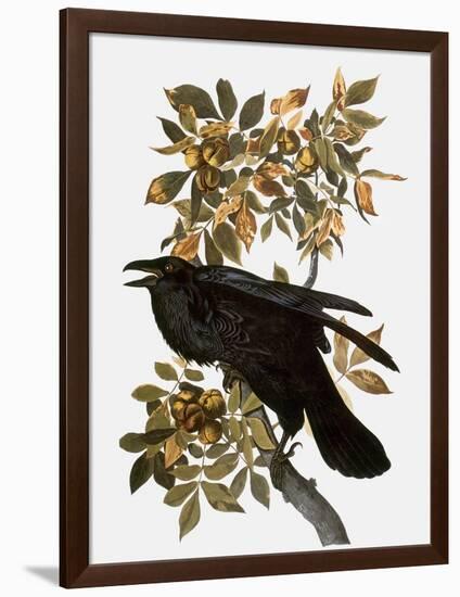 Audubon: Raven-John James Audubon-Framed Giclee Print