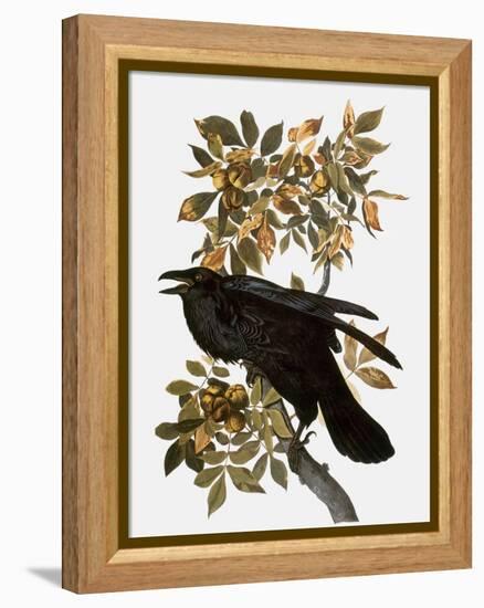 Audubon: Raven-John James Audubon-Framed Premier Image Canvas