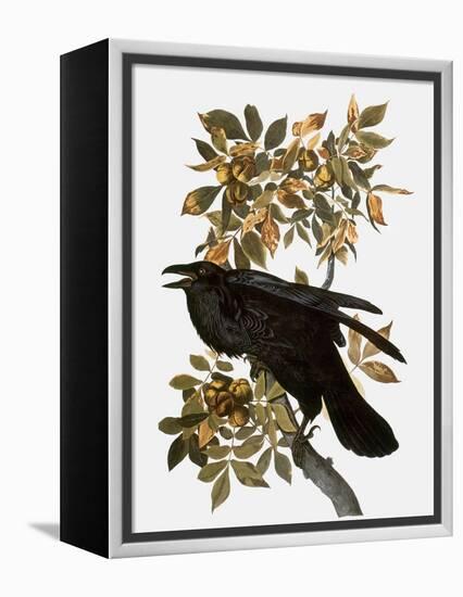 Audubon: Raven-John James Audubon-Framed Premier Image Canvas