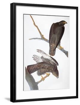 Audubon: Red-Tailed Hawk-John James Audubon-Framed Giclee Print