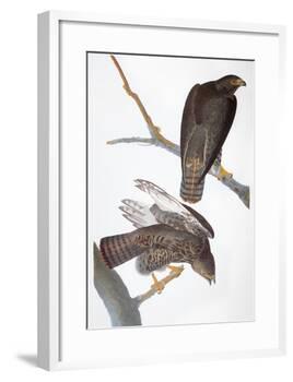 Audubon: Red-Tailed Hawk-John James Audubon-Framed Giclee Print