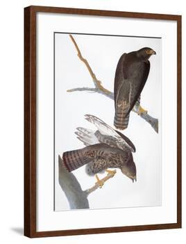 Audubon: Red-Tailed Hawk-John James Audubon-Framed Giclee Print