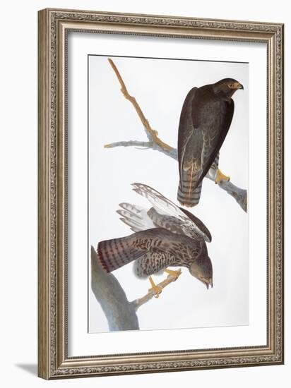 Audubon: Red-Tailed Hawk-John James Audubon-Framed Giclee Print