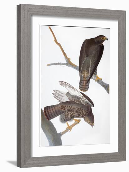 Audubon: Red-Tailed Hawk-John James Audubon-Framed Giclee Print