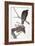 Audubon: Red-Tailed Hawk-John James Audubon-Framed Giclee Print