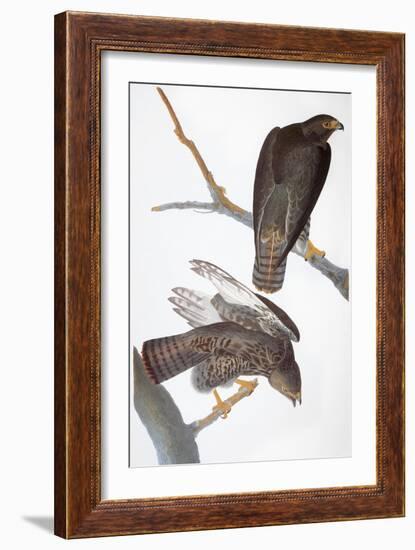 Audubon: Red-Tailed Hawk-John James Audubon-Framed Giclee Print