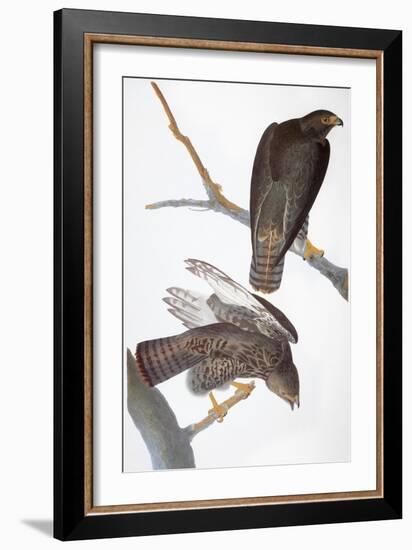 Audubon: Red-Tailed Hawk-John James Audubon-Framed Giclee Print