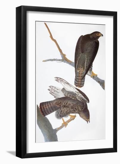 Audubon: Red-Tailed Hawk-John James Audubon-Framed Giclee Print