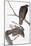 Audubon: Red-Tailed Hawk-John James Audubon-Mounted Giclee Print
