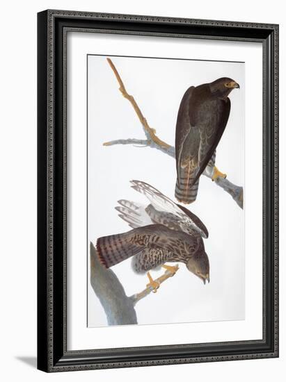 Audubon: Red-Tailed Hawk-John James Audubon-Framed Giclee Print