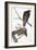 Audubon: Red-Tailed Hawk-John James Audubon-Framed Giclee Print