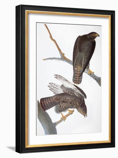 Audubon: Red-Tailed Hawk-John James Audubon-Framed Giclee Print