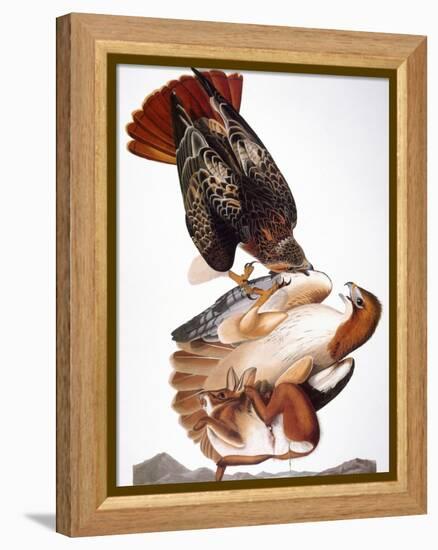 Audubon: Red-Tailed Hawk-John James Audubon-Framed Premier Image Canvas