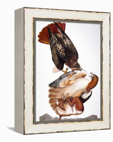 Audubon: Red-Tailed Hawk-John James Audubon-Framed Premier Image Canvas