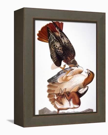 Audubon: Red-Tailed Hawk-John James Audubon-Framed Premier Image Canvas