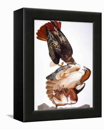 Audubon: Red-Tailed Hawk-John James Audubon-Framed Premier Image Canvas