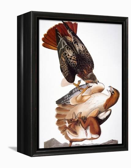 Audubon: Red-Tailed Hawk-John James Audubon-Framed Premier Image Canvas