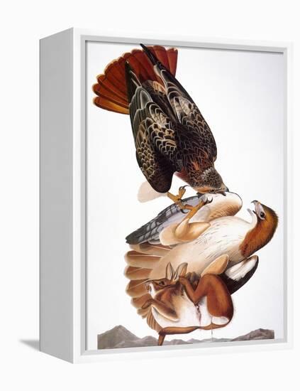 Audubon: Red-Tailed Hawk-John James Audubon-Framed Premier Image Canvas