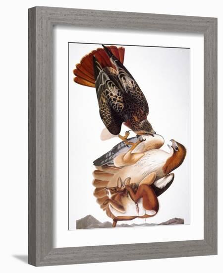 Audubon: Red-Tailed Hawk-John James Audubon-Framed Giclee Print